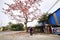 Scenery of a very beautiful Bombax tree with blooming blossoms near an ancient temple