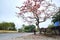 Scenery of a very beautiful Bombax tree with blooming blossoms near an ancient temple