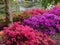 Scenery of vibrant azalea rhododendrons on the bay of a pond in an arboretum in Gand, Belgium