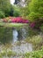 Scenery of vibrant azalea rhododendrons on the bay of a pond in an arboretum in Gand, Belgium