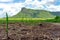 Scenery view of sugarcane saplings in planting fields near mountain in countryside of Thailand. Sugarcane fields and sugarcane