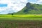 Scenery view of sugarcane saplings in planting fields near mountain in countryside of Thailand. Sugarcane fields and sugarcane