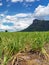 Scenery view of sugarcane saplings in planting fields near mountain in countryside of Thailand. Sugarcane fields and sugarcane