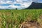 Scenery view of sugarcane saplings in planting fields near mountain in countryside of Thailand. Sugarcane fields and sugarcane