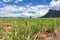 Scenery view of sugarcane saplings in planting fields near mountain in countryside of Thailand. Sugarcane fields and sugarcane