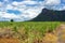 Scenery view of sugarcane saplings in planting fields near mountain in countryside of Thailand. Sugarcane fields and sugarcane