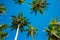 Scenery view tropical beach with palm tree and sky background