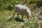 The scenery of white wild boar finding food in the garbage field from humans that have no responsibility