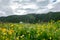 The scenery of wild flowers blooming in the grassland of Xinduqiao in Western Sichuan