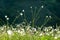 The scenery of wild flowers blooming in the grassland of Xinduqiao in Western Sichuan