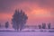 Scenery winter. Winter dawn. Frosty trees on snowy meadow in the morning. Winter landscape with pink sky at sunrise