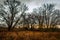 Scenery in wintertime of some bald trees