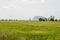 Scenery of yellowish green paddy field in Kedah, Malaysia