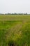 Scenery of yellowish green paddy field in Kedah, Malaysia