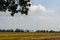 Scenery of yellowish green paddy field in Kedah, Malaysia