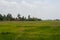 Scenery of yellowish green paddy field in Kedah, Malaysia