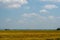 Scenery of yellowish green paddy field in Kedah, Malaysia