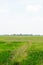 Scenery of yellowish green paddy field in Kedah, Malaysia