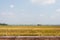 Scenery of yellowish green paddy field in Kedah, Malaysia