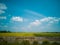 Scenery of yellowish green paddy field in Kedah, Malaysia