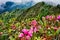 Scenes along appalachian trail in great smoky mountains