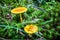 Scenes along appalachian trail in great smoky mountains