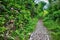 Scenes along appalachian trail in great smoky mountains