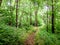 Scenes along appalachian trail in great smoky mountains