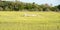 Scenes at botany bay plantation near charleston south carolina