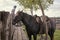 Scenes Of Equestrian Home. Saddled horse of an Argentine gaucho