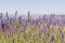 Scenes of Lavender on the Hvar Old Road