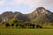 Scenes of Vinales, Cuba