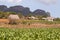 Scenes of Vinales, Cuba