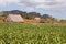 Scenes of Vinales, Cuba