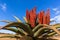 Scenic African Aloes Flowers Plants