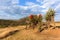 Scenic African Aloes Plants Landscape