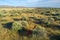 Scenic African savannah landscape - South Africa