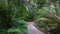 A scenic alley in Harry P Leu gardens , variety of palm trees on both sides of the alley