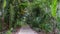 A scenic alley in Harry P Leu gardens , variety of palm trees on both sides of the alley