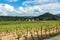 Scenic amazing view from Menerbes, one of most beautiful villages of France, of Luberon hills and vineyards in Provence, France.