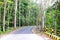 Scenic Asphalt Concrete Road through Dense Forest and Greenery in an Indian Village