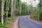 Scenic Asphalt Concrete Road through Dense Forest and Greenery in an Indian Village