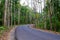 Scenic Asphalt Concrete Road through Dense Forest and Greenery in an Indian Village