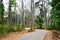 Scenic Asphalt Concrete Road through Palm Trees and Tall Sea Mohua Trees - Neil Island, Andaman, India