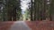 Scenic asphalt road amidst forest