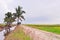 the scenic atmosphere of paddy fields in malaysian villages