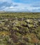 Scenic autumn green lava fields near Fjadrargljufur  Canyon in Iceland. Green  moss on volcanic lava stones.  Unique lava fields