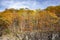 Scenic Autumn Maple Grove on granite rock in sunlight and cloudy skies in the rolling hills of Vermont
