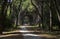 Scenic avenue of pine trees in the Natural Park of Migliarino San Rossore Massaciuccoli. Near Pisa, in Tuscany, Italy.