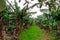 A scenic banana plantation on Terceira Island, Azores.